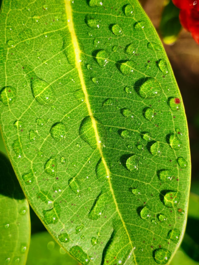Macro shot of vibrant green leaf with dew droplets reflecting sunlight, highlighting natures beauty.