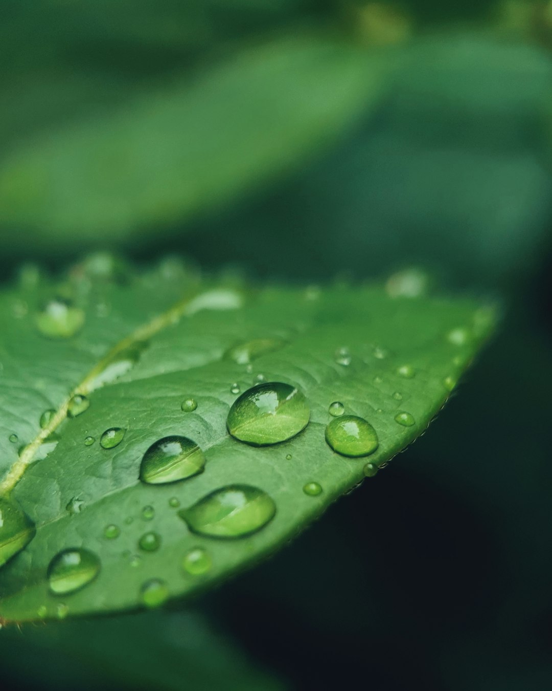 Spring Rain Drops on a Leaf